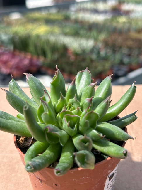 sempervivum tectorum oddity