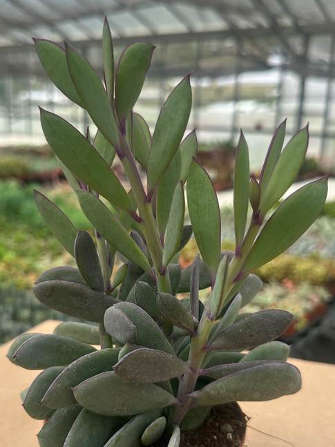 senecio crassissimus