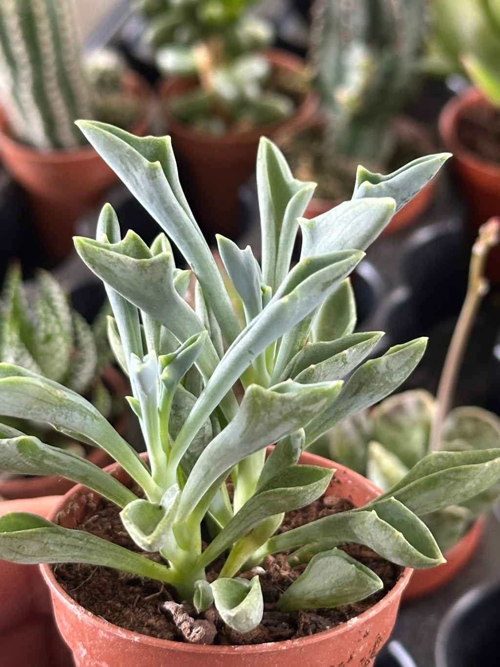 senecio cuneatus