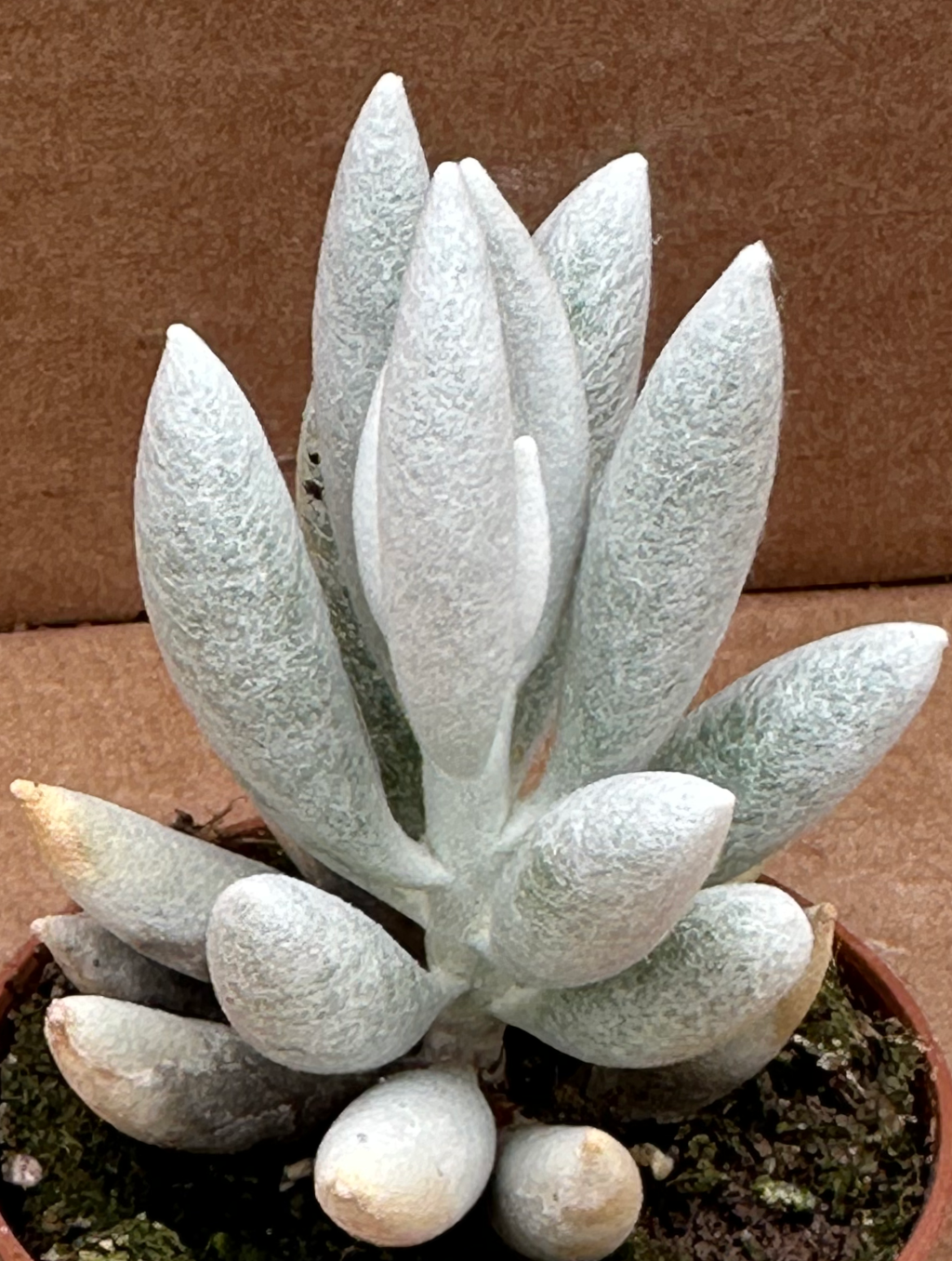 senecio haworthii