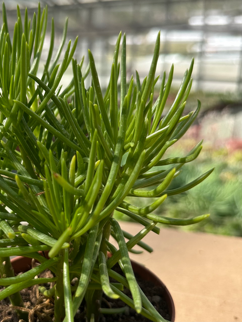 senecio himalaiano