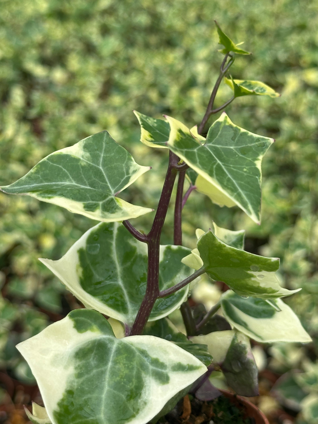 senecio macroglossus variegato