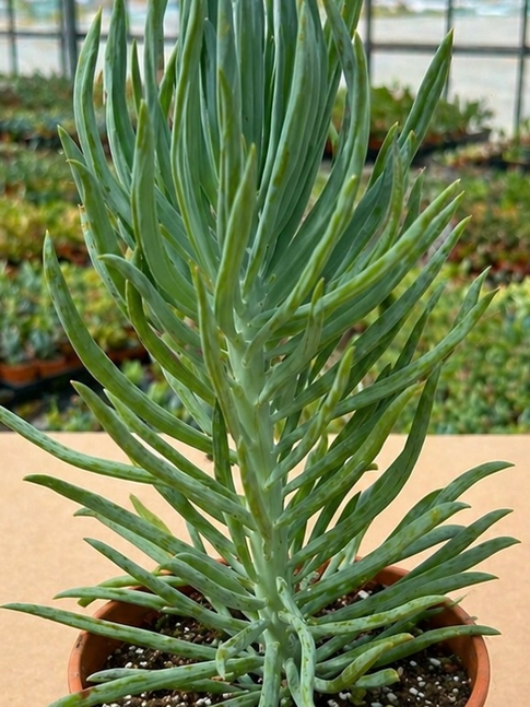 senecio mandraliscae