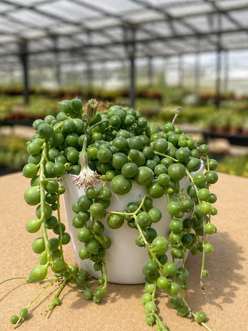 senecio rowelianus