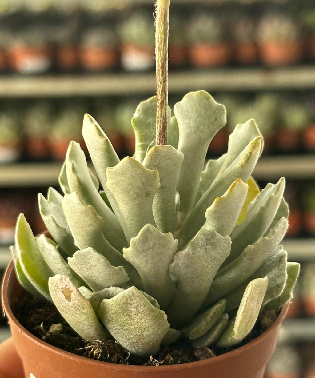senecio scaposus adoensis