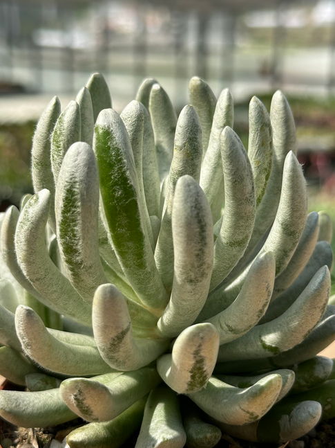 senecio scaposus compactum