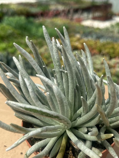 senecio scaposus