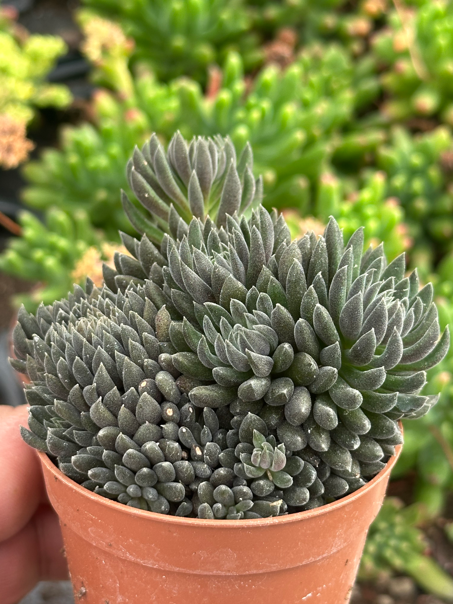 sinnocrassula yunnanensis