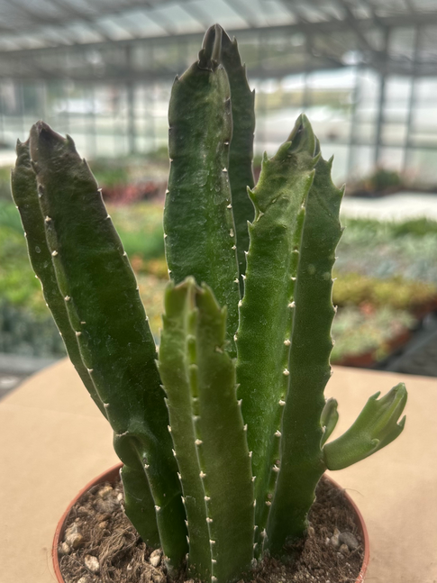 stapelia gigantea
