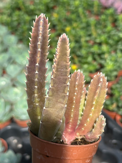 stapelia hirsuta