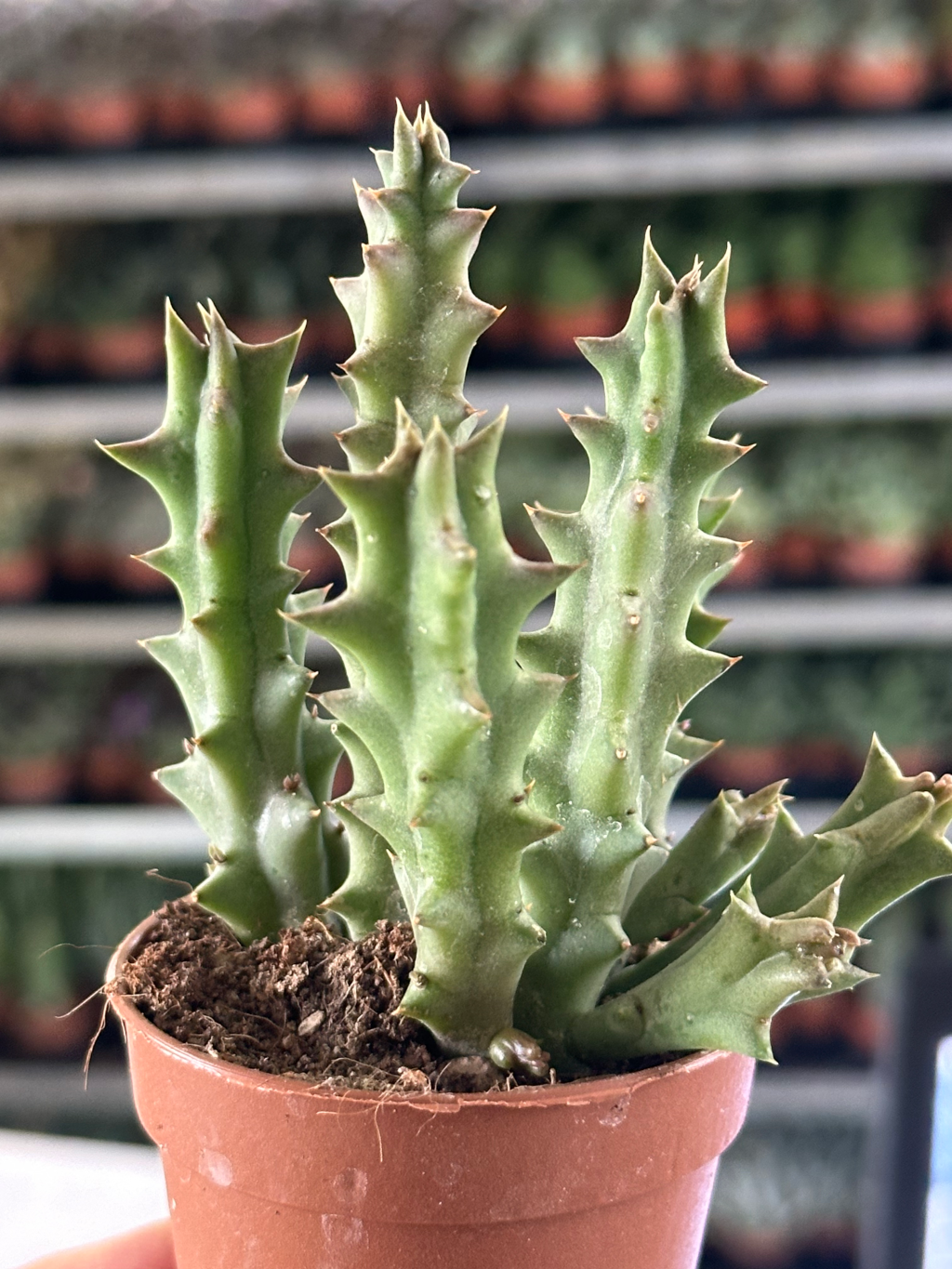 stapelia mutabilis