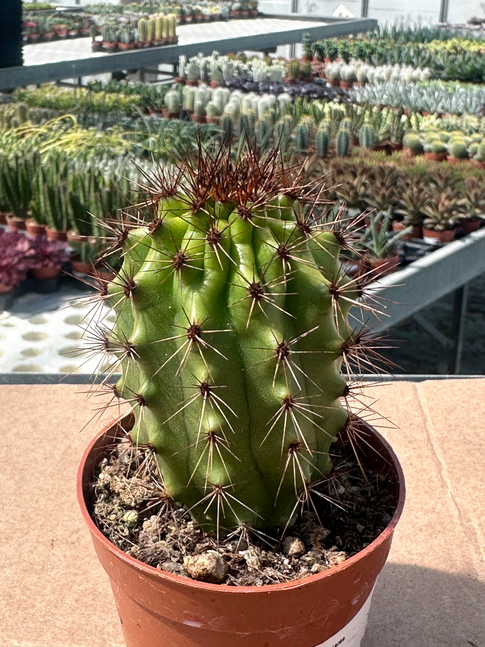 stenocereus thurberi