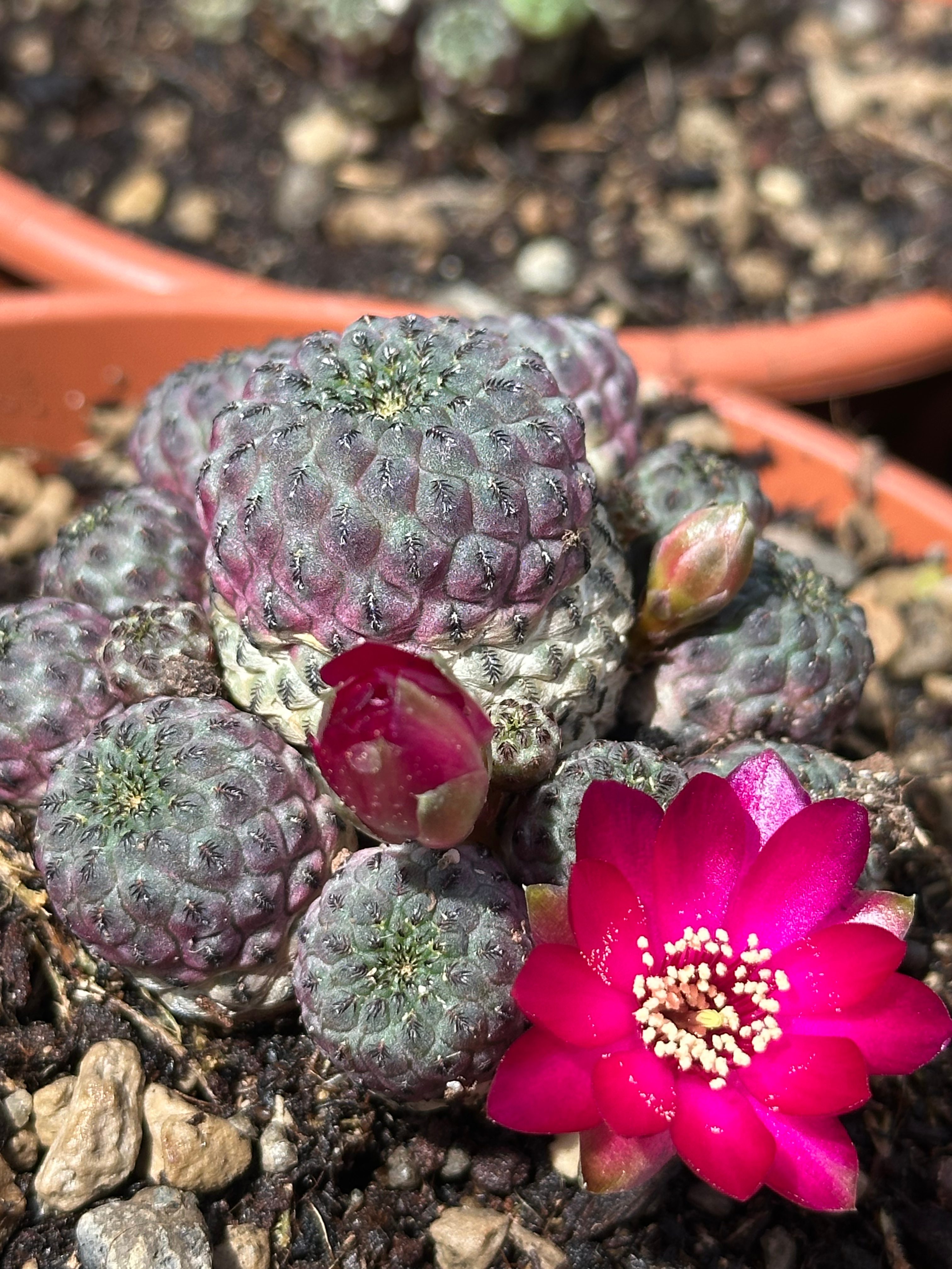 sulcorebutia rauschii violacidermis