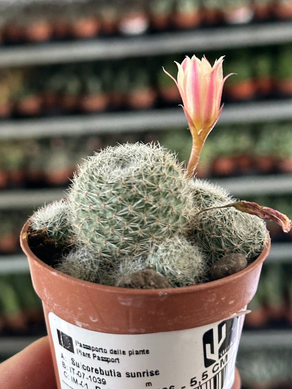 sulcorebutia sunrise