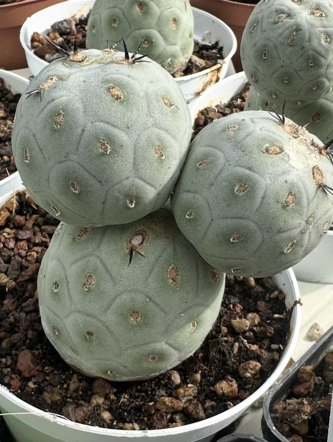tephrocactus geometricus