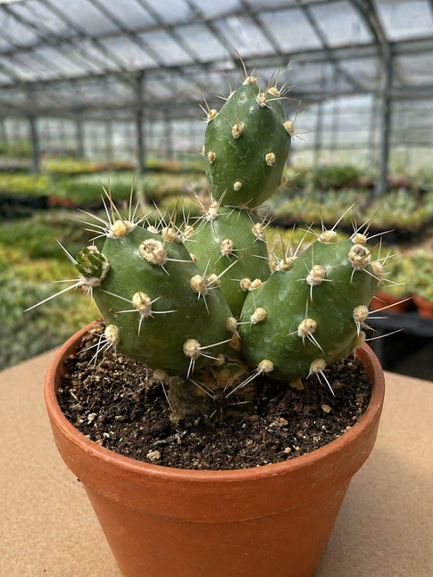 thephrocactus dactiliferus