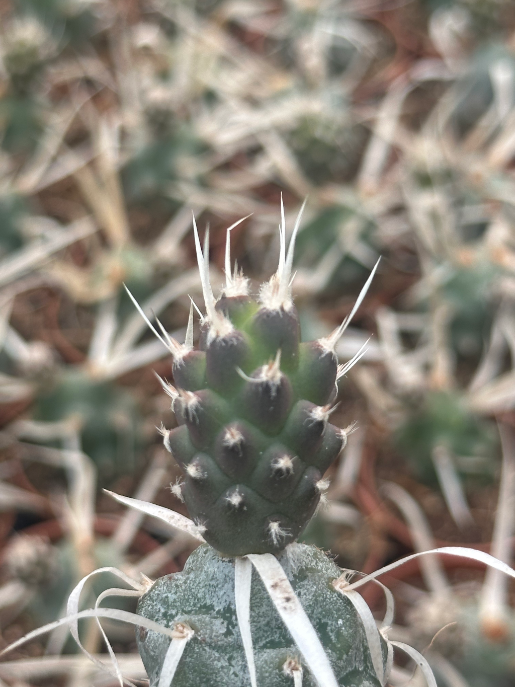 tephrocactus articulatos