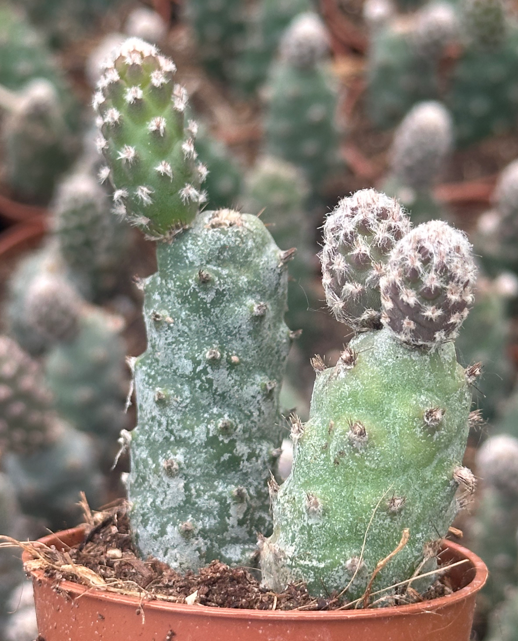 tephrocactus sp