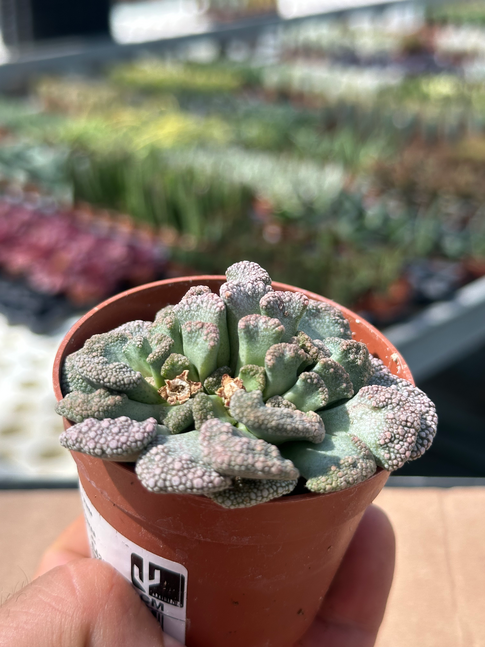 titanopsis calcarea