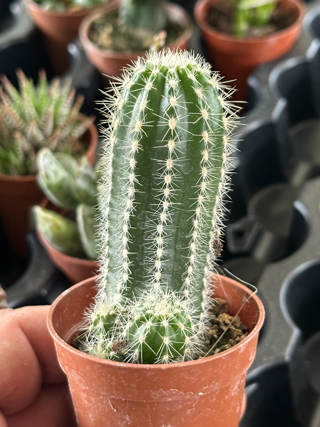 trichocereus multiproliferum