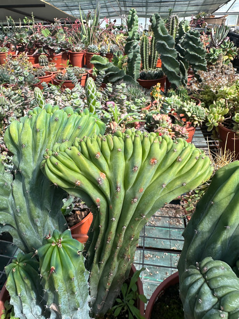 trichocereus pachanoi cristato