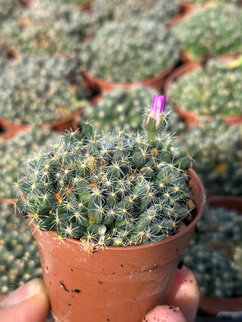 trichodiadema densum